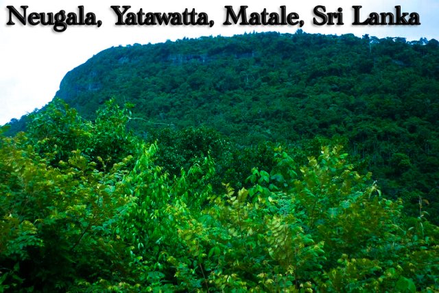 Nature